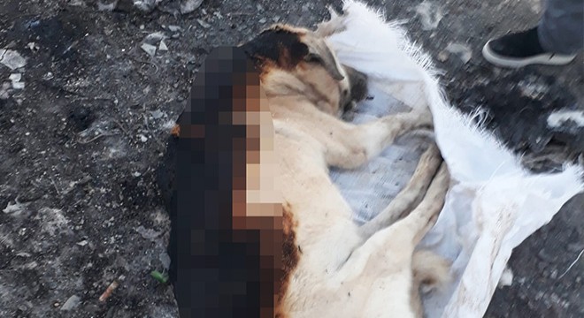 Köpeği yakıp, çuvala koymuşlar