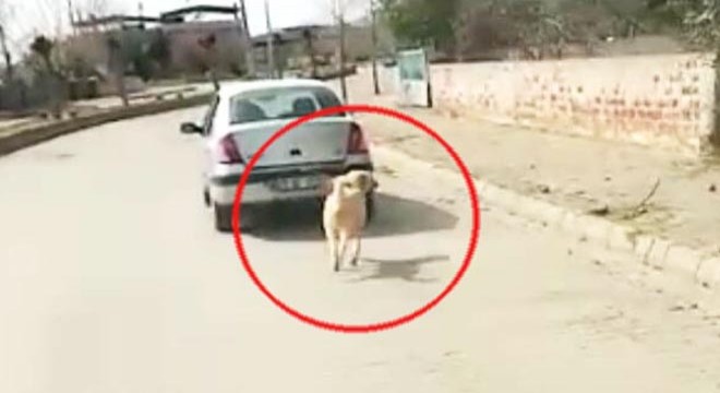 Köpeği iple otomobile bağlayarak çeken sürücüye ceza