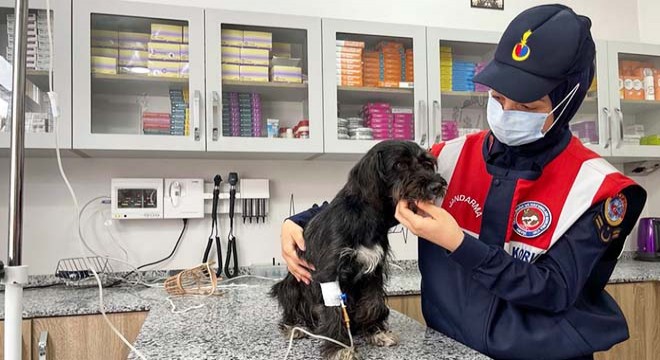 Köpeği motosikletin arkasına bağlayan sürücü yakalandı