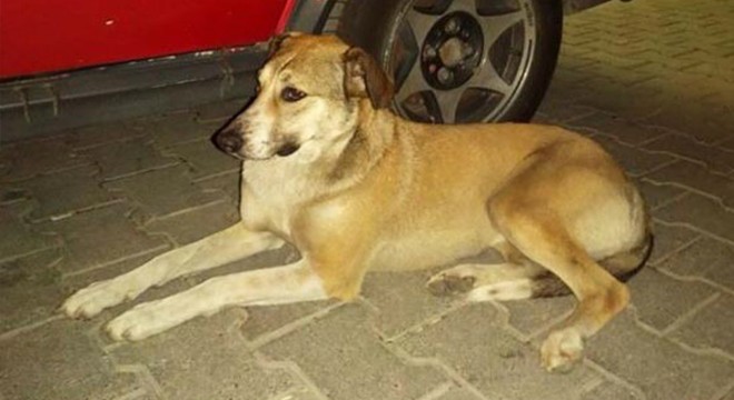 Köpeği uyandırıp, kulübesini çaldılar