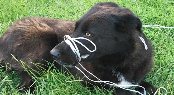 Köpeğin ayağını ve ağzını bağlayıp, ölüme terk ettiler