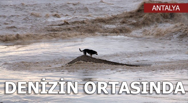 Köpeğin dalgalarla mücadelesi...