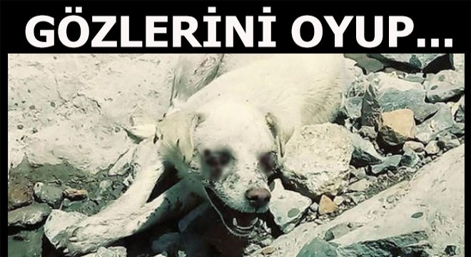 Köpeğin gözlerini oyup...