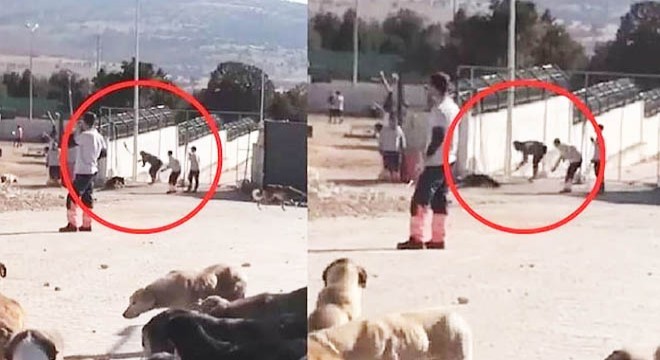 Köpeğin öldürülmesinde sanıklara verilen cezayı az bulan savcılıktan itiraz