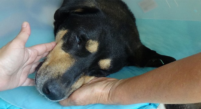 Köpeğin vajinasındaki el feneri ameliyatla çıkarıldı