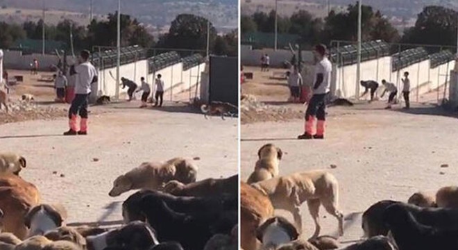 Köpeğin kürekle öldürülmesinde sanıklar hakim karşısında