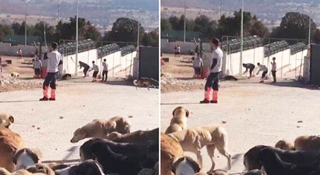 Köpeğin öldürülmesinde 2 sanığın tahliyesine itiraza yine ret
