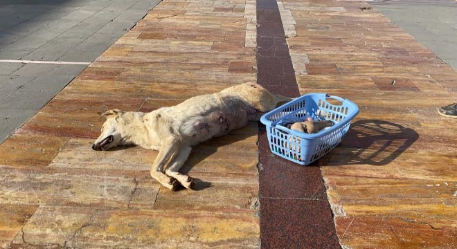 Köpeğin tüfekle öldürülmesine tepki gösterdi