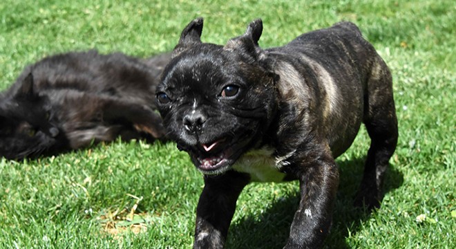 Köpeğine Covid-19 ismini verdi
