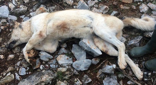 Köpeğini 'fazla ekmek yiyor' diye öldürdü