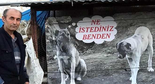 Köpeğinin öldürülmesine pankartla tepki gösterdi