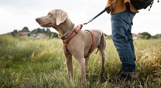 Köpek Tasması Seçiminde Yaygın Yapılan 5 Hata