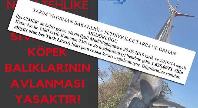 Köpek balığı avlayana 1635 TL ceza