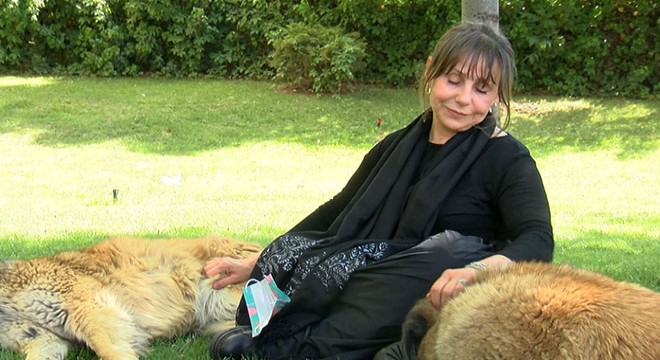 Köpek besleyen hayvanseveri darbeden şüpheli serbest