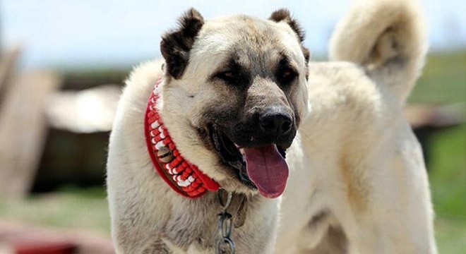 Köpek dövüştüren 4 kişiye 32 bin lira ceza