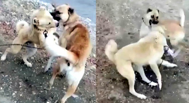 Köpek dövüşüne 2 bin 400 lira ceza