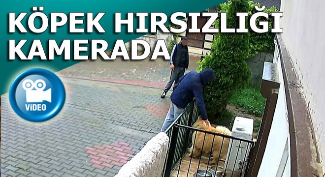 Köpek hırsızlığı kamerada