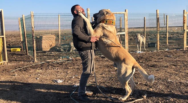 Köpek merakı evini sattırdı