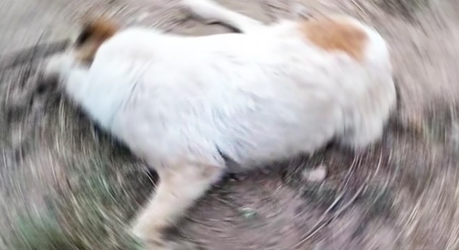 Köpek ölümlerine inceleme