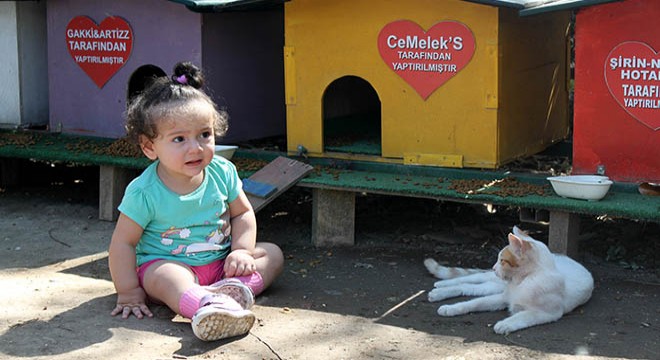 Köpek ve kediler için 1000 paket mama