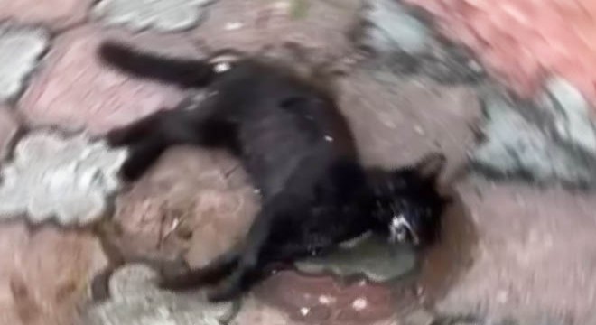 Köpek ve kedilerin zehirlendiği iddiasına inceleme