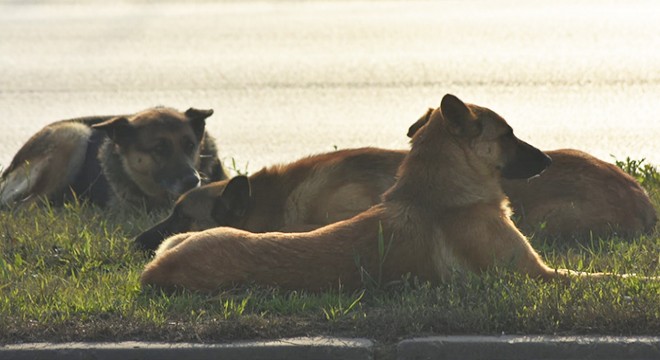Köpek yavruları yaralı annelerinin başından ayrılmadı