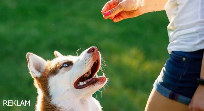 Köpek Eğitiminde Yapılan Yanlışlar Nelerdir?