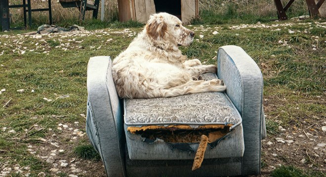 ‘Köpek Filmi’ festival yolculuğuna başlıyor