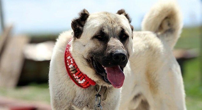 Köpek dövüştüren 5 kişiye 39 bin lira para cezası