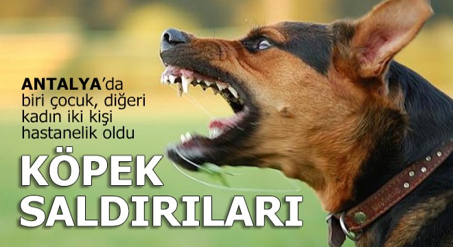 Köpek saldırısında dehşeti yaşadılar