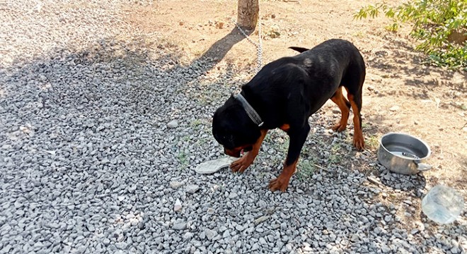 Köpek toprağı eşeledi, cinayet ortaya çıktı