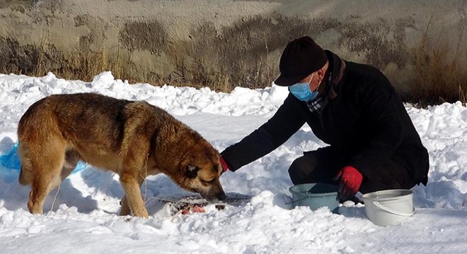 Köpek ve kediler aynı kaptan besleniyor