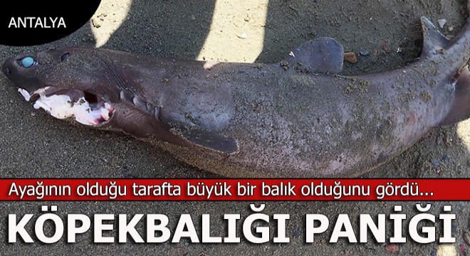 Köpekbalığı paniğe neden oldu...