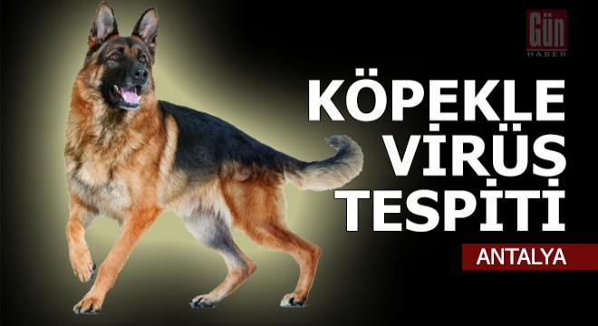 Köpekle koronavirüs tespiti