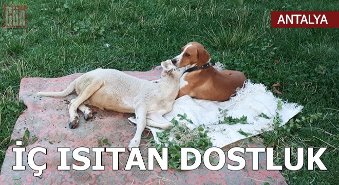 Köpekle kuzunun iç ısıtan dostluğu