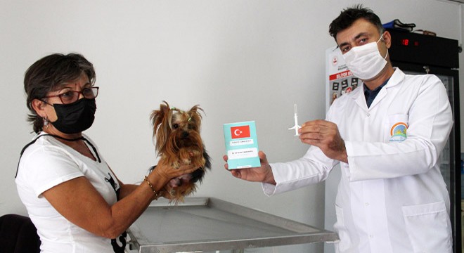 Köpekler 2021, kediler 2022 sonuna kadar çiplenecek
