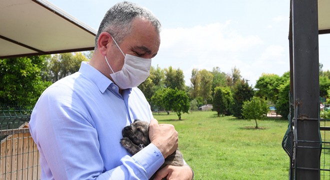 Köpekler banyo seanslarıyla serinliyor