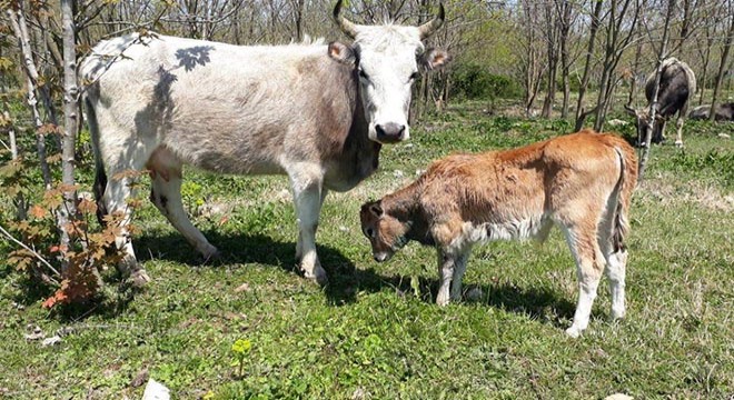 Köpekler, buzağılar ile tavuklara saldırdı