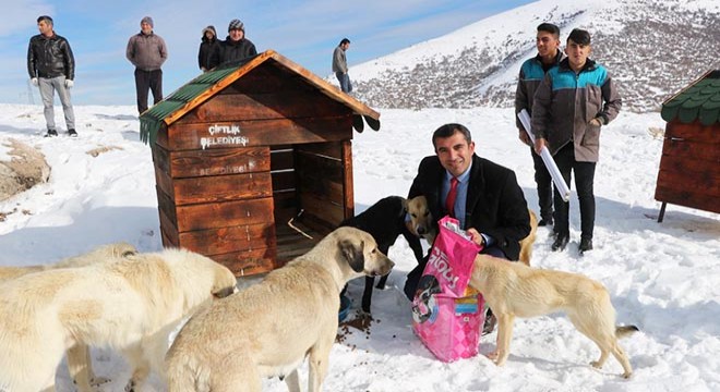 Köpekler için yamaca oyuklar açtırdı, şimdi de 'Köpek Köyü' kuruyor