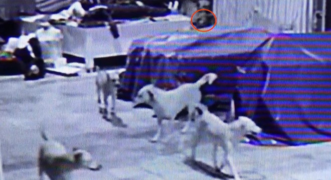 Köpekler, tezgahın altında sıkıştırdıkları kediyi öldürdü