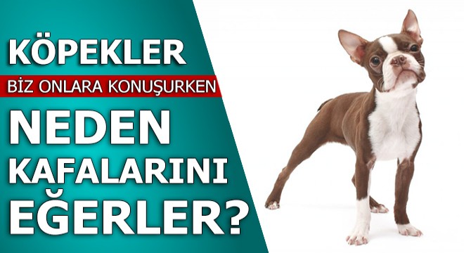 Köpekler, biz onlara konuşurken neden kafalarını eğerler?