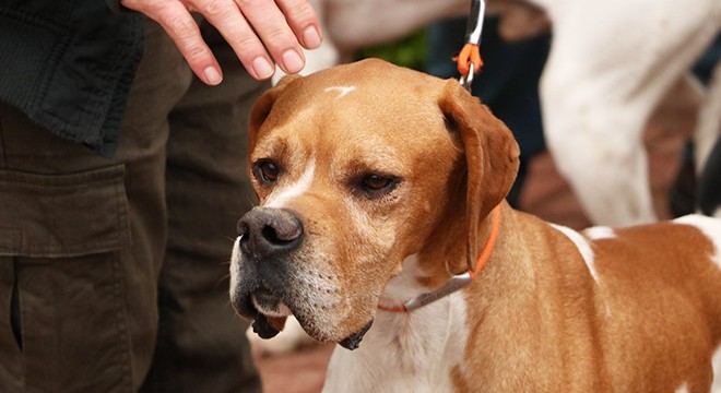 Köpekler ırk özelliklerine göre değerlendirildi