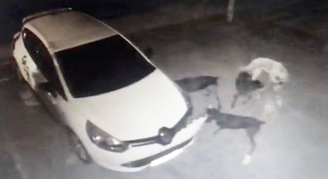 Köpekler, kedinin altına kaçtığı otomobilin tamponunu parçaladı