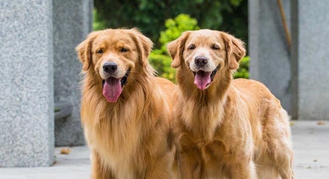 Köpeklere boruyla dayak tepki çekti