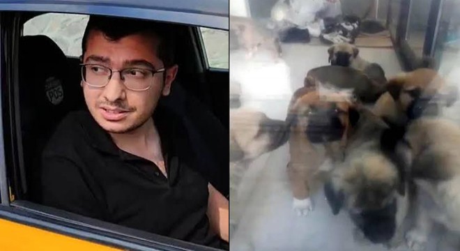 Köpekleri öldüren doktorun cezası belli oldu