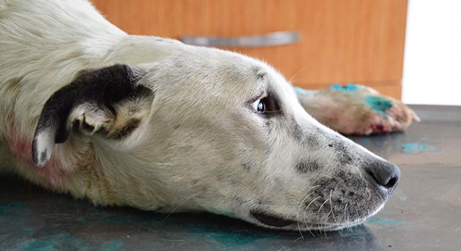 Köpekleri ölüme terk eden 3 kişiye gözaltı