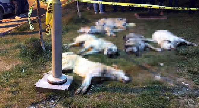 Köpekleri zehirleyen sanıklar, ağır cezada yargılanacak