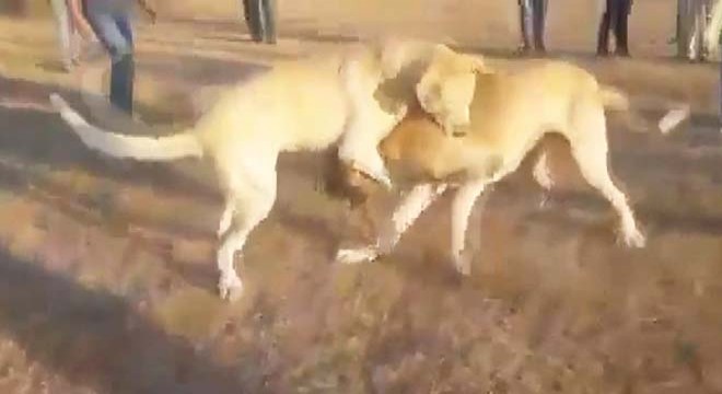 Köpekleri acımasızca dövüştürüp kameraya kaydettiler