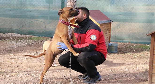 Köpeklerin öldüğü iddia edilen barınak, hayvanseverlere açıldı
