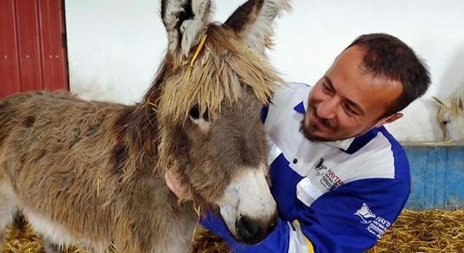 Köpeklerin saldırdığı eşek, 'Emekli Hayvanlar Çiftliği'ne yerleştirildi